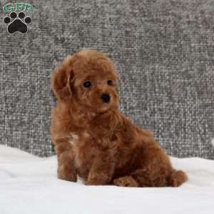 Kolbe, Havapoo Puppy